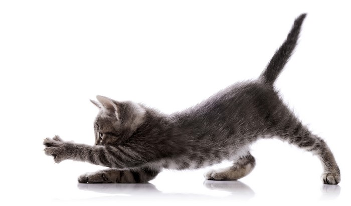 Gray tabby kitten stretching on white background