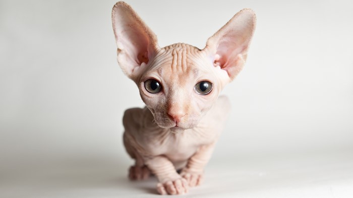 Sphynx cat kitten looking forward