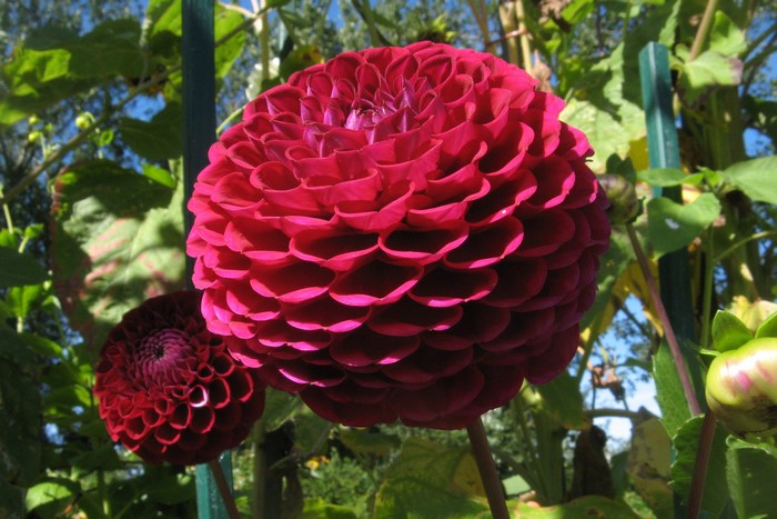 Two deep red dahlias in a garden