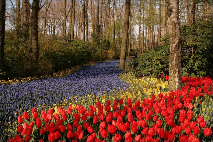 Keukenhof Gardens with Tulips, Daffodils, and Hyacinths