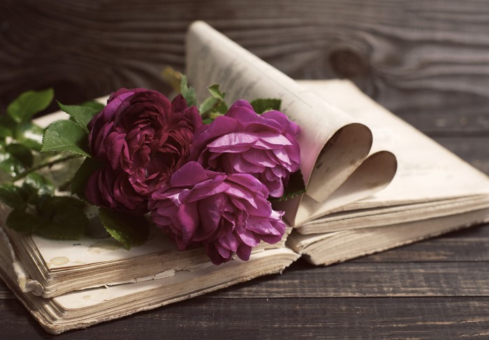 Wine color roses on an open book