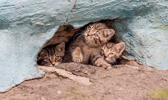 Three tabby kittens peeking out of a rocky crevice