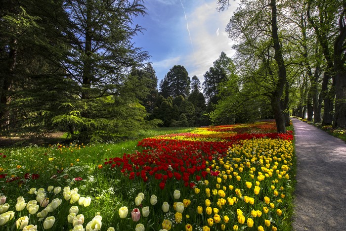 4K Tulips in Bloom on Mainau Island, Germany