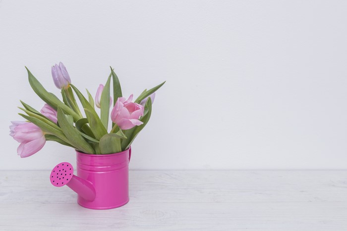Pink tulips in a watering can