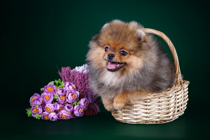 Pomeranian puppy in a basket with flowers