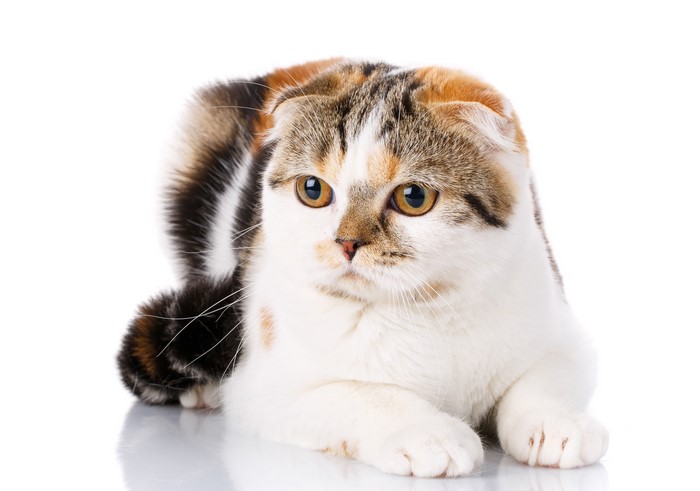 4K Scottish Fold Cat on White Background