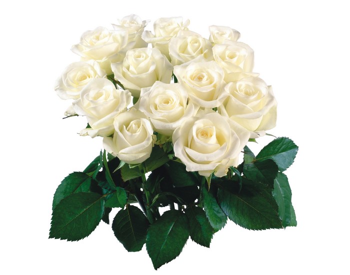 Bouquet of white roses with green leaves