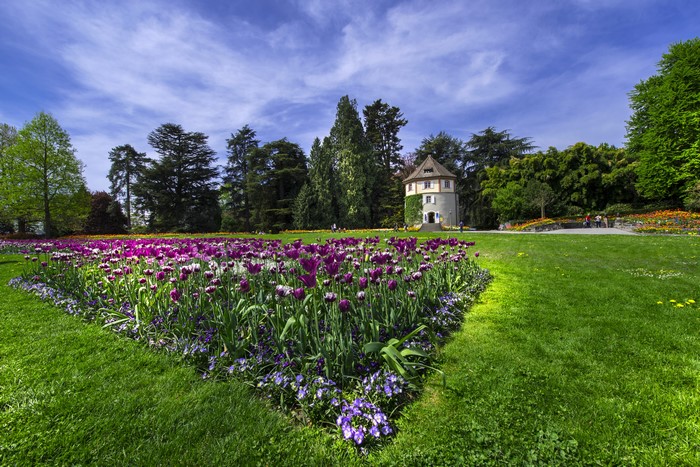 Tulip and Pansy Garden with Tower in Germany