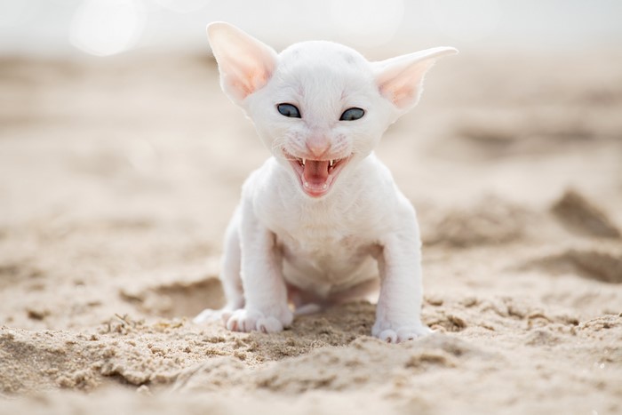 White Cornish Rex kitten on sand