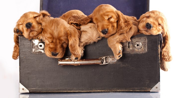 Five Cocker Spaniel puppies sleeping in a vintage suitcase