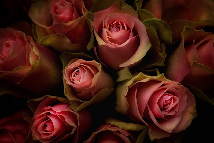 Close-up of pink roses with green leaves