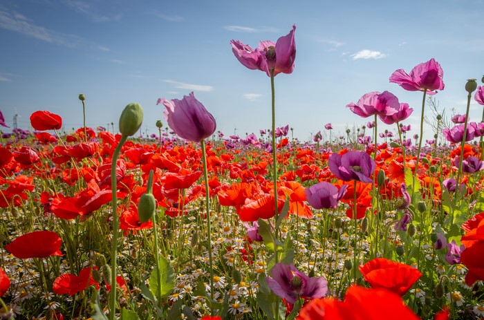 Vibrant Field of Red and Purple Poppies