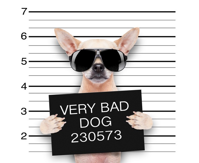 Funny Chihuahua Dog Wearing Sunglasses with Mugshot Sign
