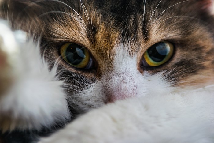 4K Closeup of a Calico Cat's Eyes