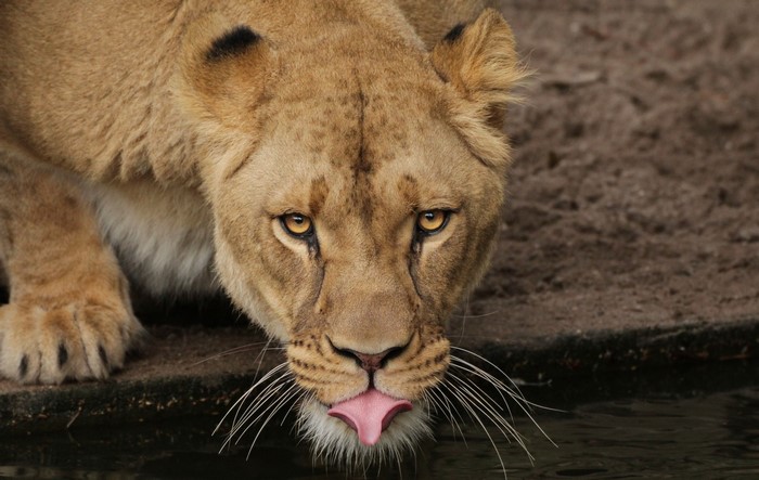 Lioness drinking water with tongue out