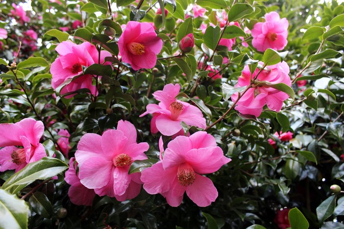 Pink Camellia Flowers Blooming on a Bush