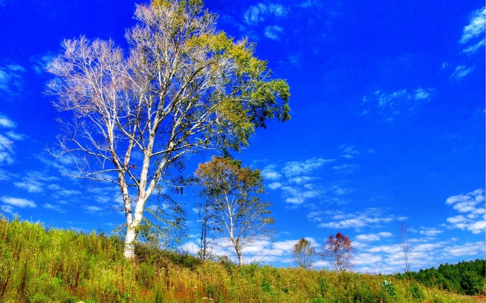 Trees on a grassy hill under a blue sky
