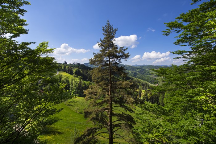 Forests and Grasslands in St. Gallen, Switzerland
