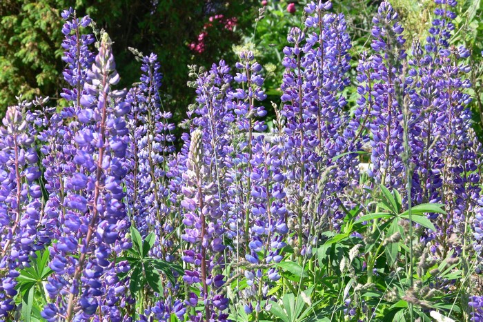 Purple Lupinus flowers in a garden