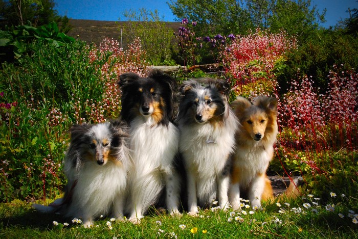 Four Collies sitting in a garden with flowers