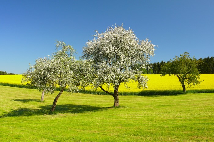 Flowering trees in a field of yellow flowers