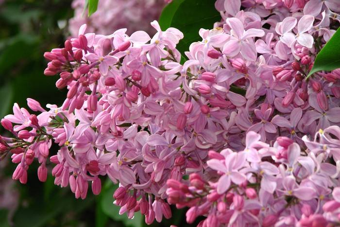 Close-up of pink lilac flowers