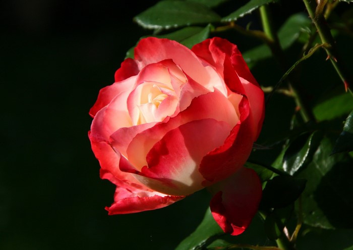 Close-up of a red and white rose with a black background