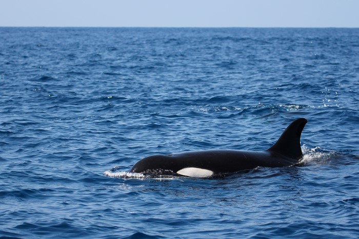 Orca in the Sea