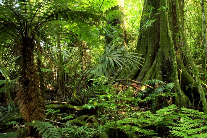 Dense jungle with large trees and ferns