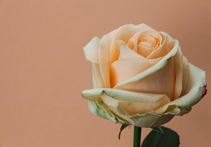 Peach Rose with Colored Background