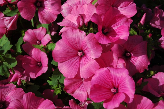 Close-up of pink Malva flowers