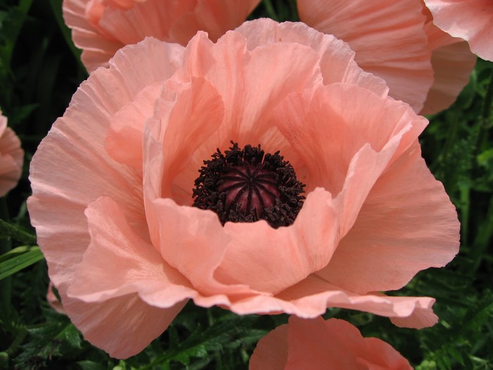 Close-up of a delicate pink poppy flower