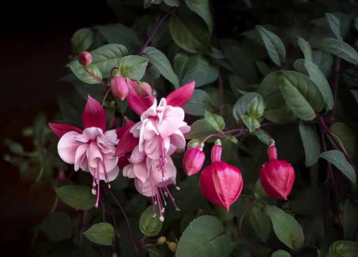 Pink and magenta fuchsia flowers and buds