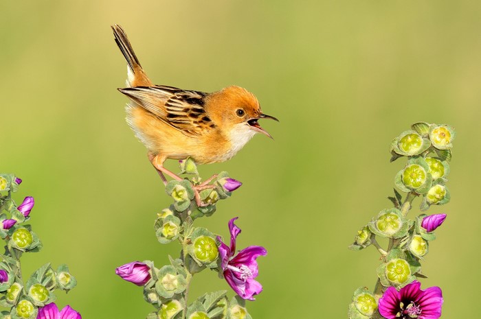 Bird perched on a flowering plant