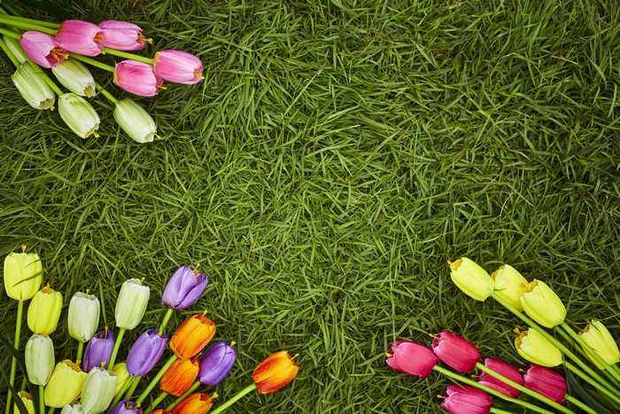 Tulips on Grass