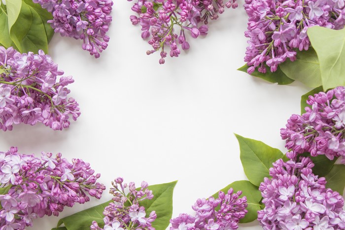 4K Lilac Branches on White Background