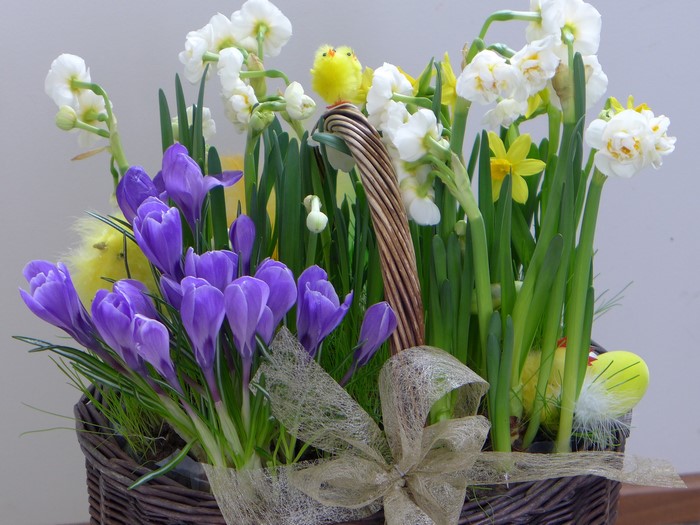 Easter basket with crocuses, daffodils, and chicks