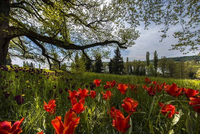 Red and purple tulips under a large tree in Germany