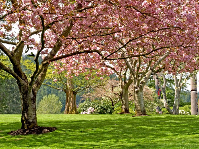 Park with flowering cherry trees and green grass