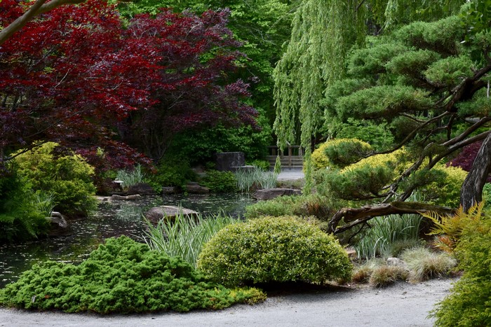 Japanese garden with pond and trees