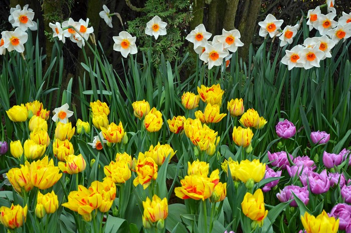 Daffodils and Tulips in a Garden