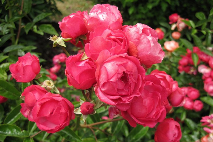 Cluster of Pink Roses in Bloom