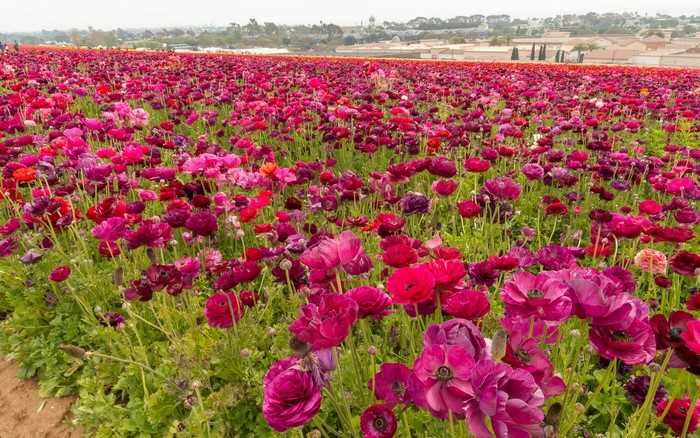 Field of Pink and Red Ranunculus Flowers