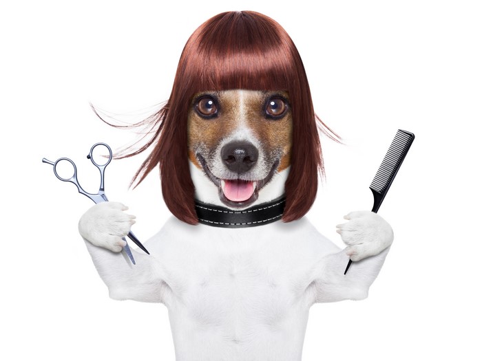 Jack Russell terrier with wig and scissors