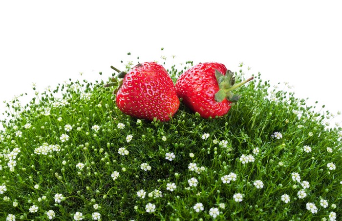 Two strawberries on green grass with white flowers