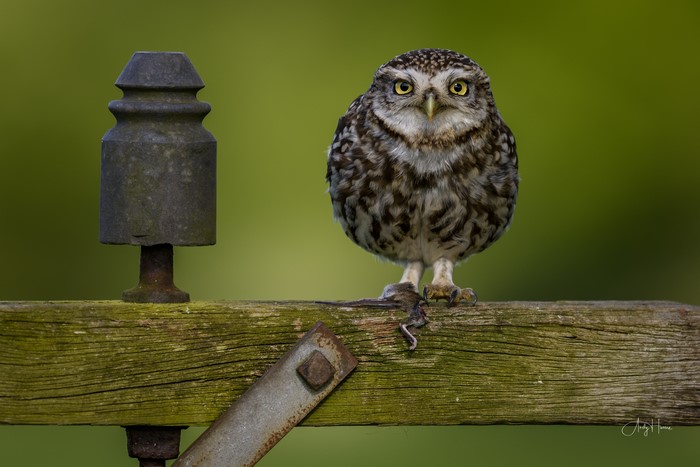 Little Owl with prey on a fence