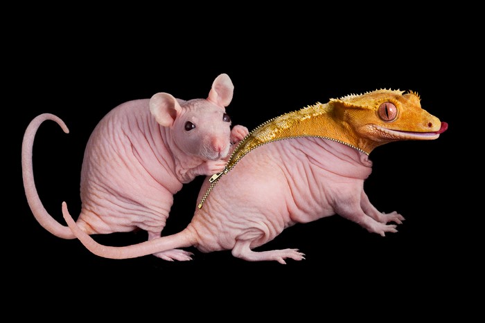 Bald rat unzipping a crested gecko