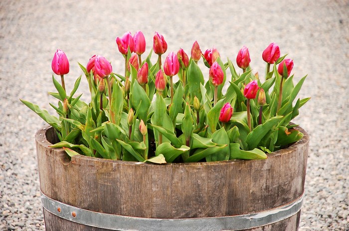 Pink tulips in a wooden barrel planter