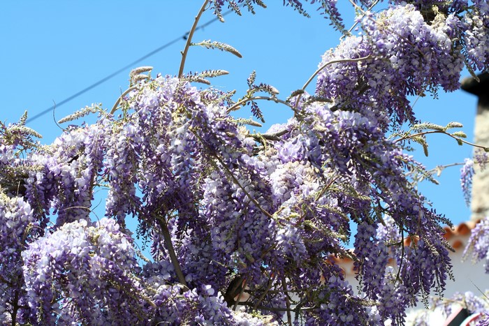 Purple Wisteria flowers hanging from branches