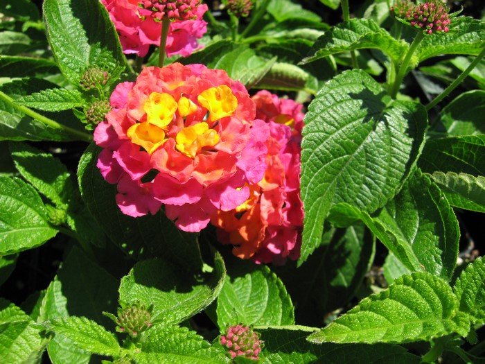 Bright Pink and Yellow Verbena Flower Closeup